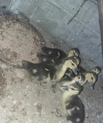 15 gün olar ki yumurtadan cıxıblar. lal ördək balalarıdır. tam sağlamd