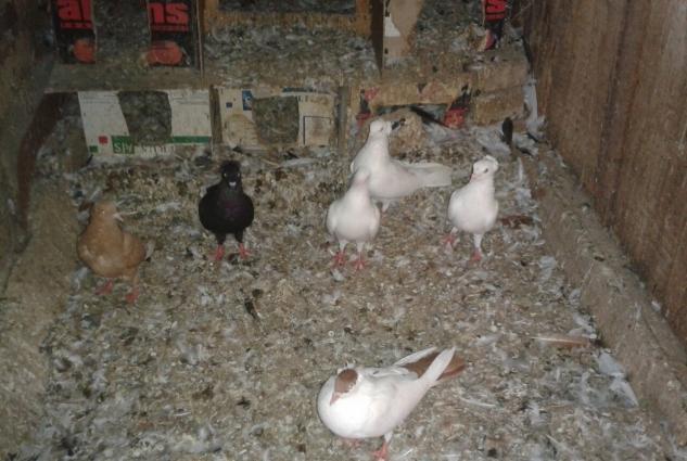 1 sari kekilli maya bala14 tuk.2 ag kekilli erkey.1 ag erkey.1 qara ke