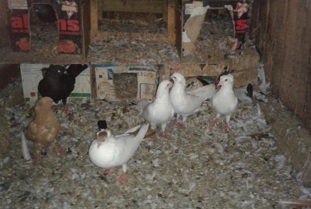 1 sari kekilli maya bala14 tuk.2 ag kekilli erkey.1 ag erkey.1 qara ke