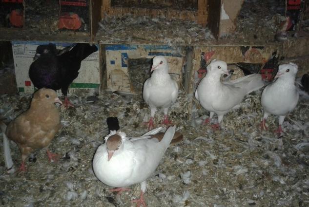 1 sari kekilli maya bala14 tuk.2 ag kekilli erkey.1 ag erkey.1 qara ke