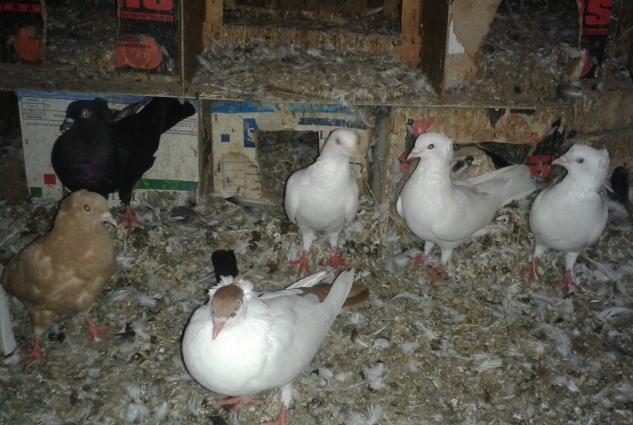 1 sari kekilli maya bala14 tuk.2 ag kekilli erkey.1 ag erkey.1 qara ke