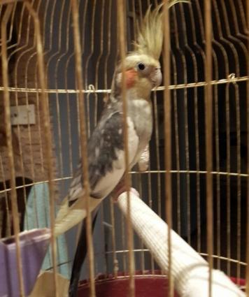 karella tutuquşu.daniwır, oxuyur, piwik, it sesleri çıxarır.