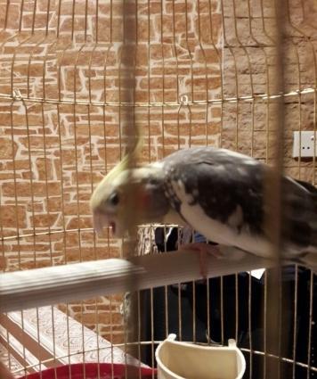 karella tutuquşu.daniwır, oxuyur, piwik, it sesleri çıxarır.