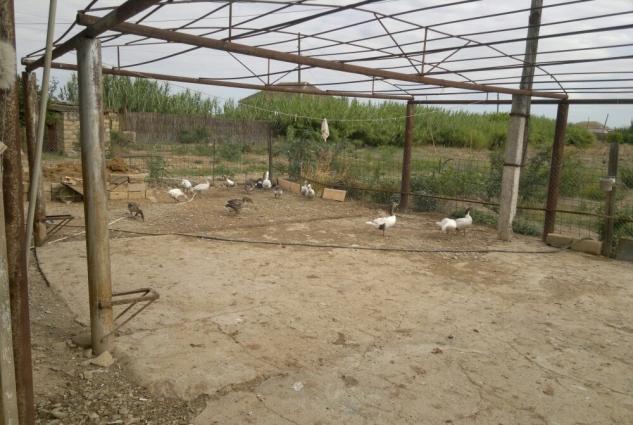 Təbii ev şəraitində böyüdülmüş qaz, ördək(lal, yaşıl baş, adi səsli ör