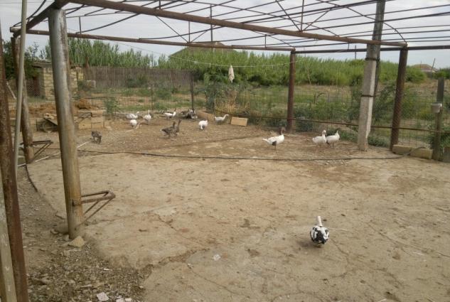 Təbii ev şəraitində böyüdülmüş qaz, ördək(lal, yaşıl baş, adi səsli ör