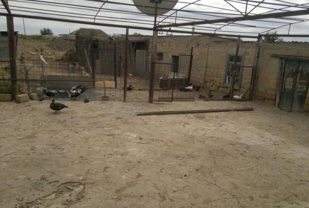 Təbii ev şəraitində böyüdülmüş qaz, ördək(lal, yaşıl baş, adi səsli ör