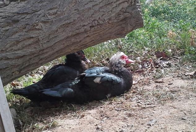 Təbii ev şəraitində böyüdülmüş qaz, ördək(lal, yaşıl baş, adi səsli ör