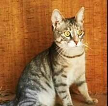 Отдаю кошку в ДОБРЫЕ руки