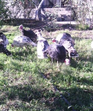 Bu ilin hinduskalaridi