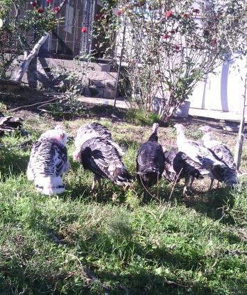 Bu ilin hinduskalaridi