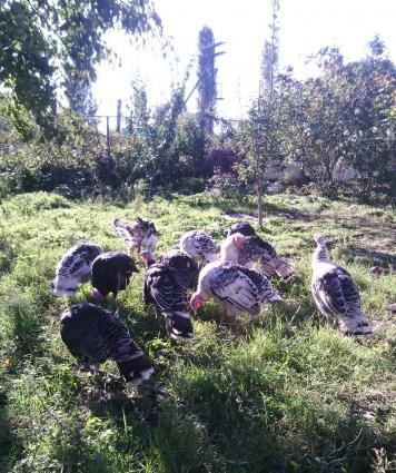 Bu ilin hinduskalaridi