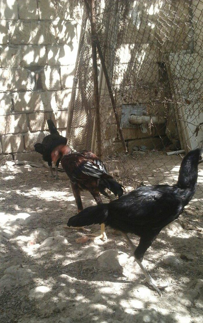 Temiz heyratl xoruzu. fereler.3. 4 ayllq bece ve fereler her qiymete