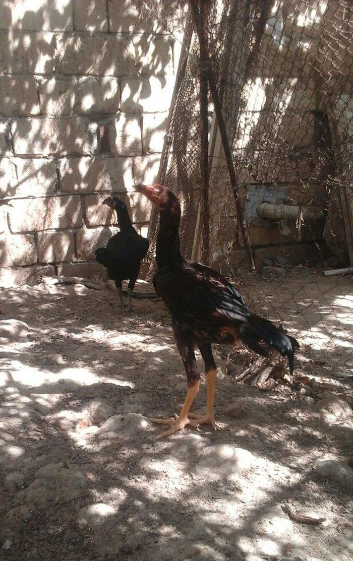 Temiz heyratl xoruzu. fereler.3. 4 ayllq bece ve fereler her qiymete