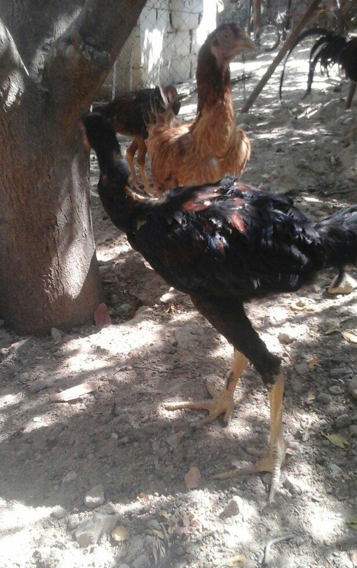 Temiz heyratl xoruzu. fereler.3. 4 ayllq bece ve fereler her qiymete