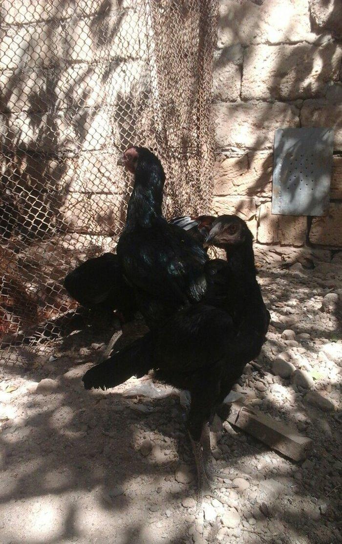 Temiz heyratl xoruzu. fereler.3. 4 ayllq bece ve fereler her qiymete