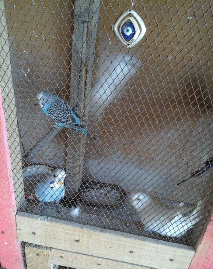 20 denedir 10 cutdu hamsi erkey mayadir bala verirler cavan quslardir