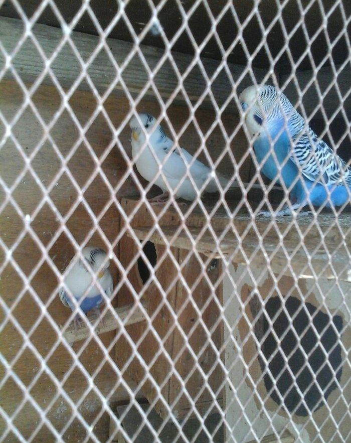 20 denedir 10 cutdu hamsi erkey mayadir bala verirler cavan quslardir