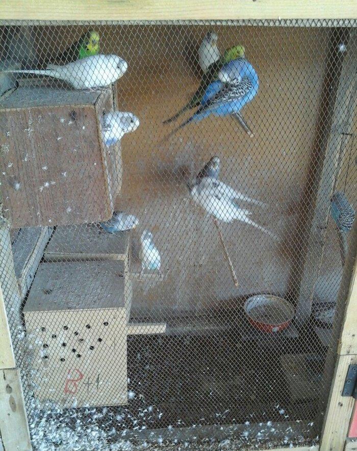 20 denedir 10 cutdu hamsi erkey mayadir bala verirler cavan quslardir