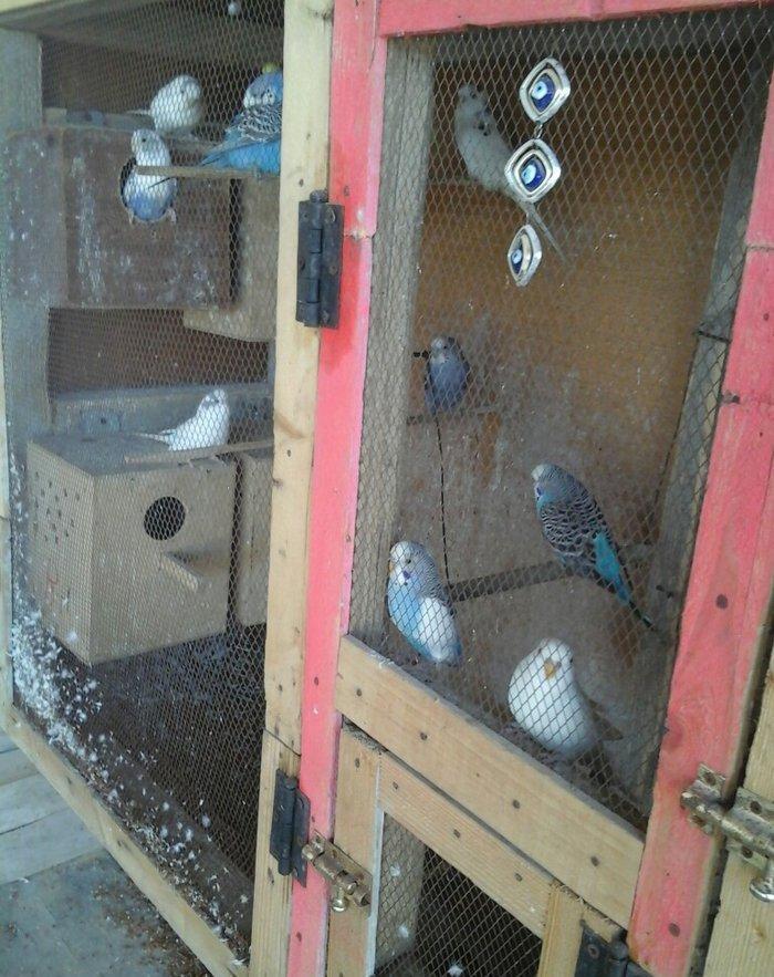 kut satram Tergidirem 25 dene olar belkede coxdu saymamisam 1-ri