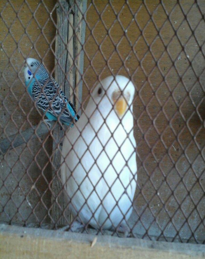 kut satram Tergidirem 25 dene olar belkede coxdu saymamisam 1-ri