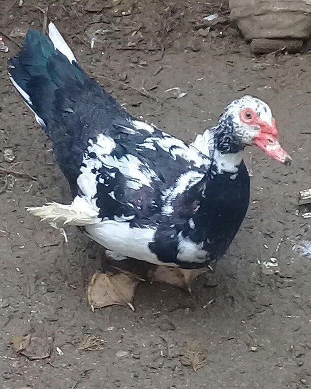 Lal ördək satılır erkəkdir 1 ədəd qalıb qiyməti 20 AZN