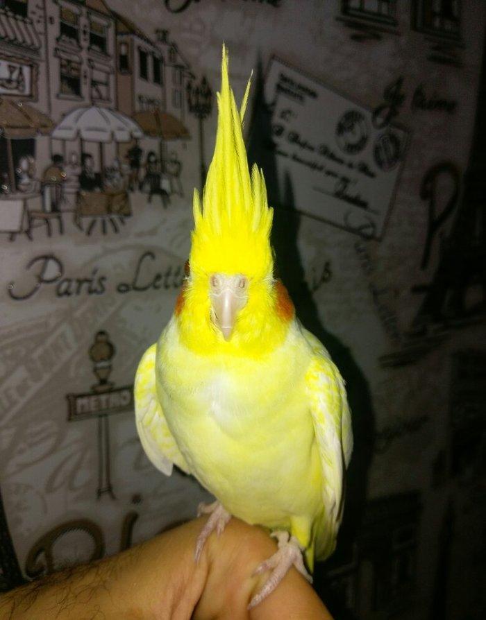 bir cut karella satiram biri erkek obri disidir .erkek ele oyrenib .ci