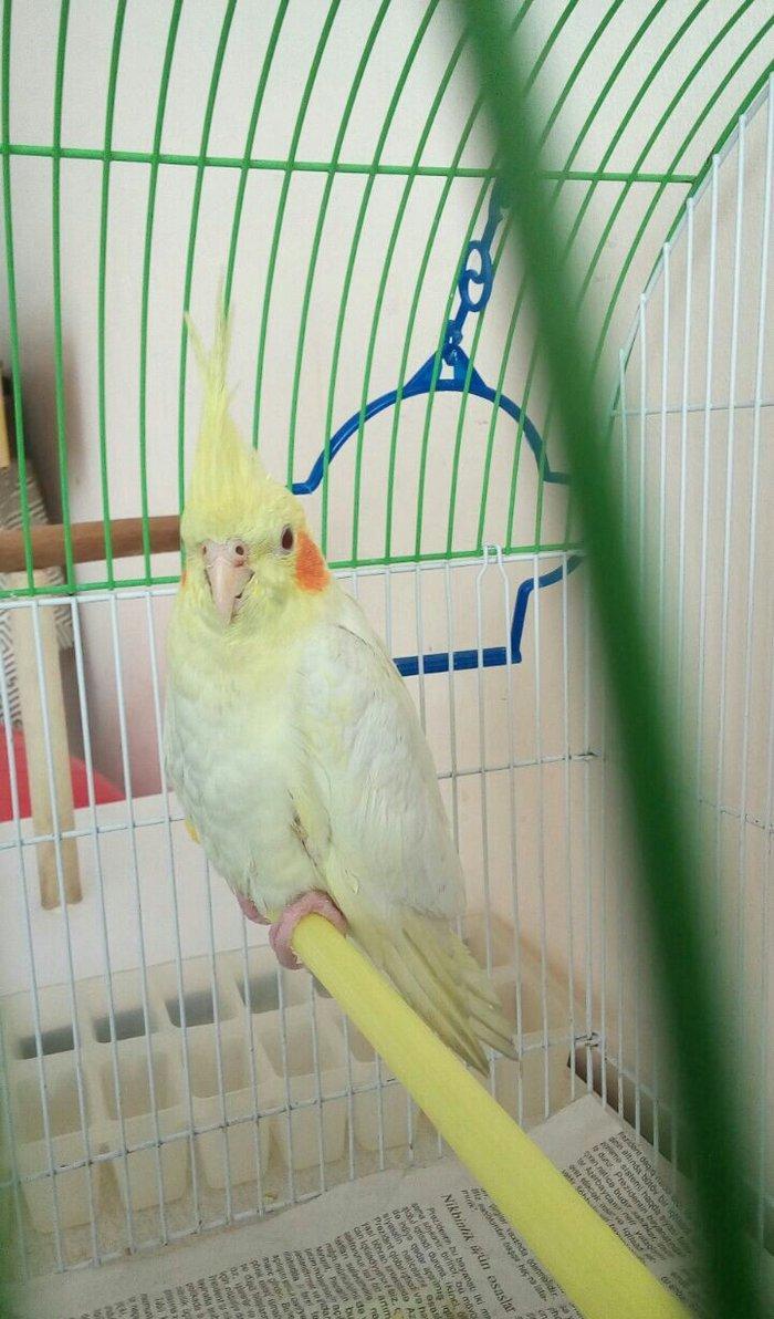 bir cut karella satiram biri erkek obri disidir .erkek ele oyrenib .ci