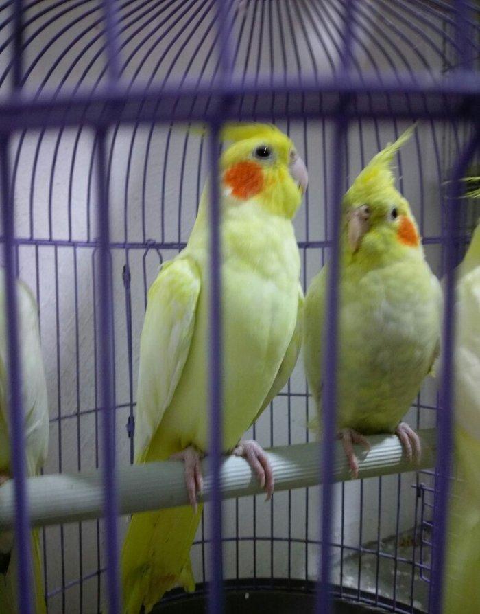 bir cut karella satiram biri erkek obri disidir .erkek ele oyrenib .ci