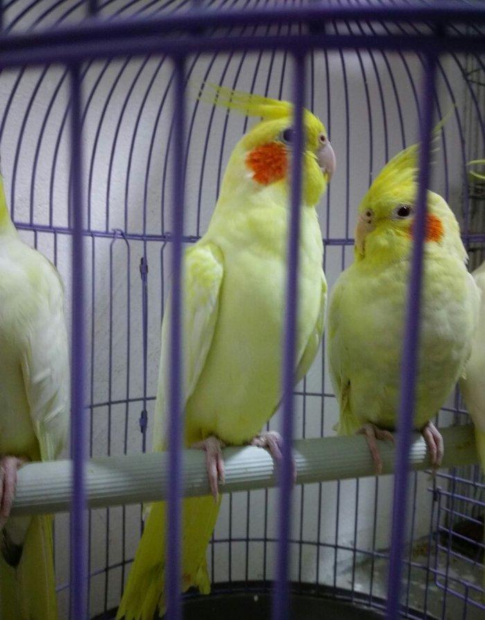 bir cut karella satiram biri erkek obri disidir .erkek ele oyrenib .ci