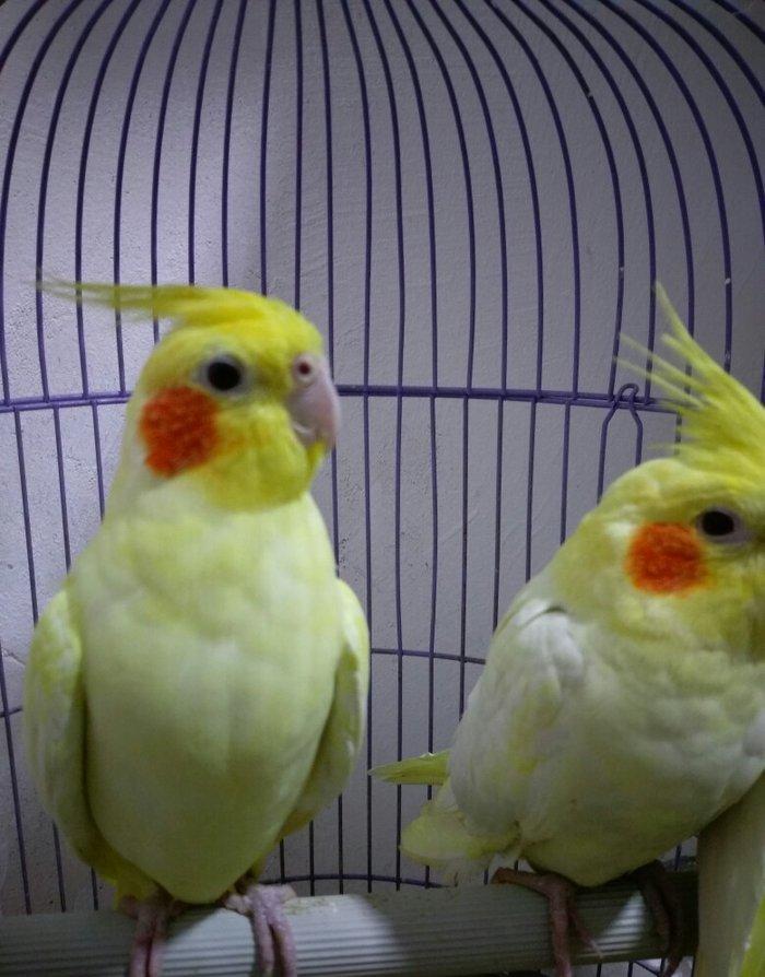 bir cut karella satiram biri erkek obri disidir .erkek ele oyrenib .ci