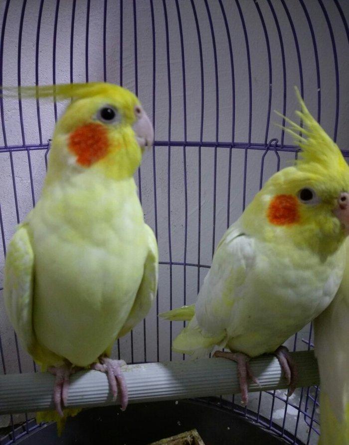 bir cut karella satiram biri erkek obri disidir .erkek ele oyrenib .ci