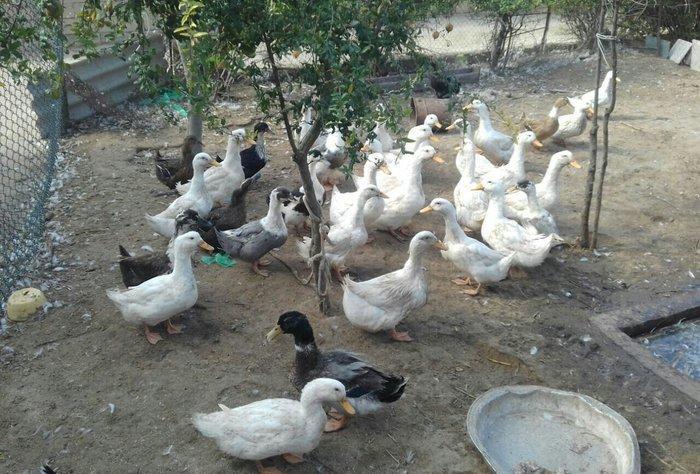 Kuban ördeyleri. Zirededi. Tam saglamdir. Adim pervizdi. Cekileri 4 k