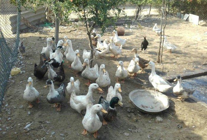 Kuban ördeyleri. Zirededi. Tam saglamdir. Adim pervizdi. Cekileri 4 k