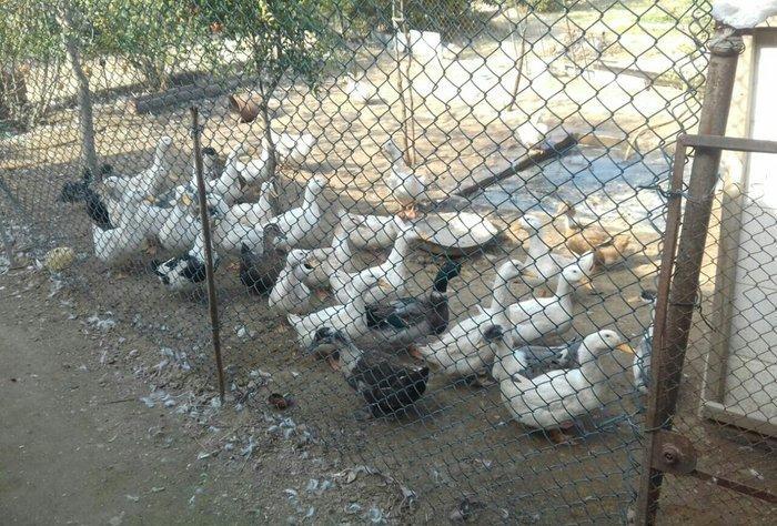 Kuban ördeyleri. Zirededi. Tam saglamdir. Adim pervizdi. Cekileri 4 k