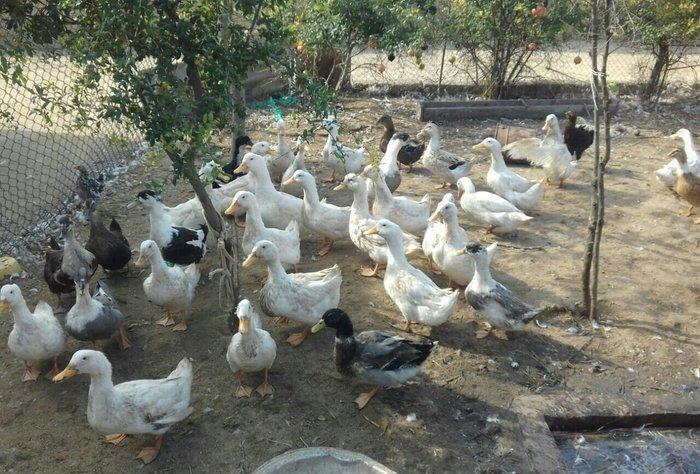 Kuban ördeyleri. Zirededi. Tam saglamdir. Adim pervizdi. Cekileri 4 k