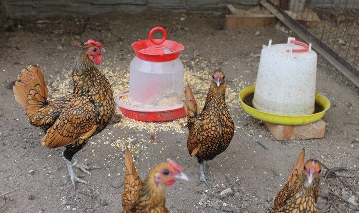 Damazliqlar satilir 3 fere 1 xoruz 250 azn
Yumurtasi 3 azn