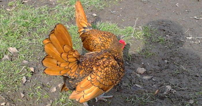 Damazliqlar satilir 3 fere 1 xoruz 250 azn
Yumurtasi 3 azn