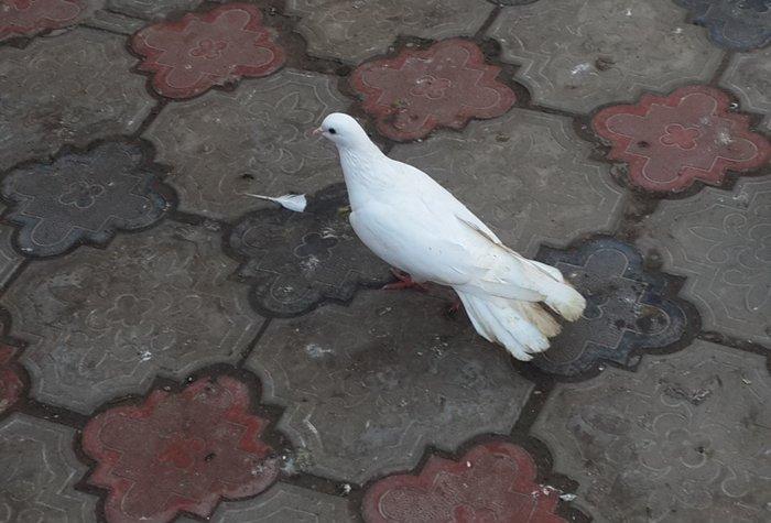 salam 18 tuk maya satram eyagi cilpaq qirmizi eyagdi hundur stoykali