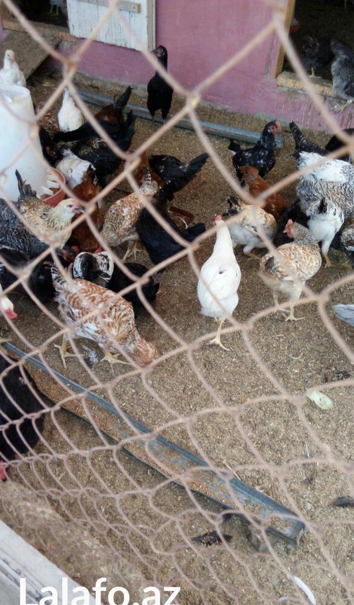 Ela cixiw verir. 170 toyug yumurtasi tutur. Wekildeki cuceler bu inkub