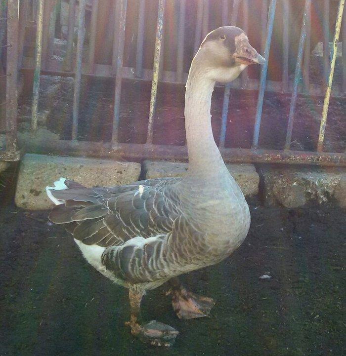 Rus, kuban, kubanan dönmə qaz satıram 7,8 aylıq biri 40, 35 manata unv