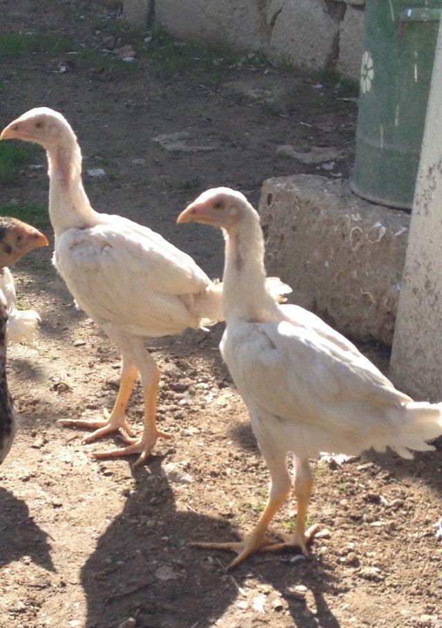 4 ayliq cox doyuwken ag heyrati cuceler satilir ata analari wekilde go