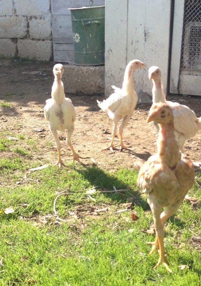 4 ayliq cox doyuwken ag heyrati cuceler satilir ata analari wekilde go