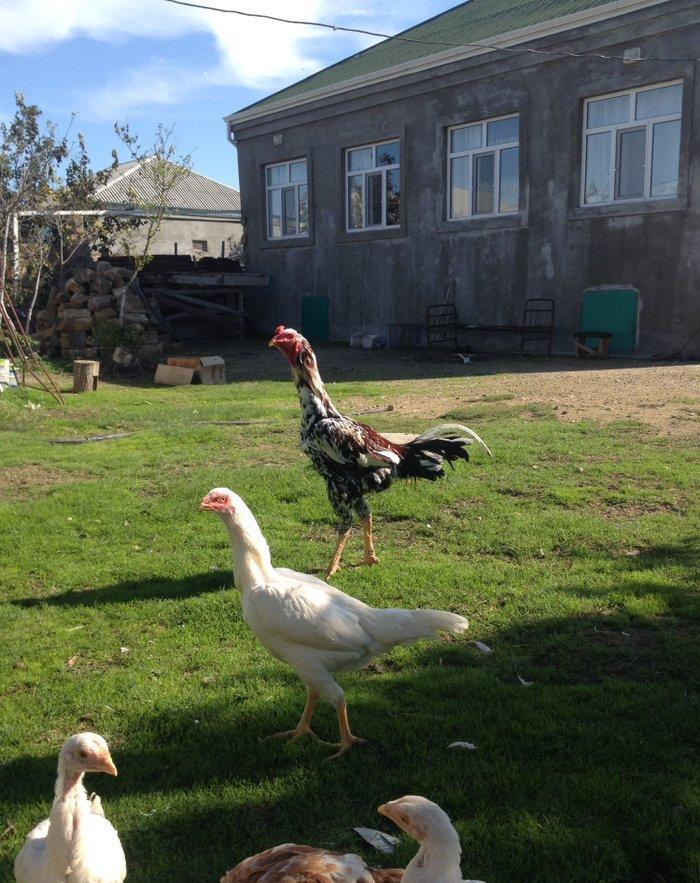 4 ayliq cox doyuwken ag heyrati cuceler satilir ata analari wekilde go