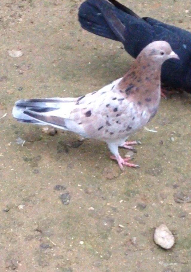 Cavan saglam 15 tuk ebrew maya atasi anasi 16/17 tuk olub ucan cinsdi