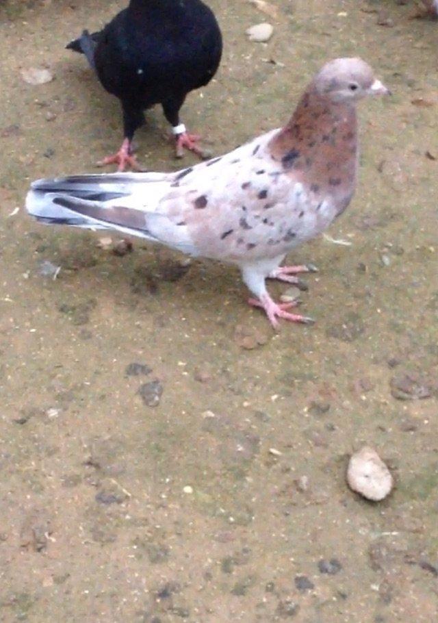 Cavan saglam 15 tuk ebrew maya atasi anasi 16/17 tuk olub ucan cinsdi