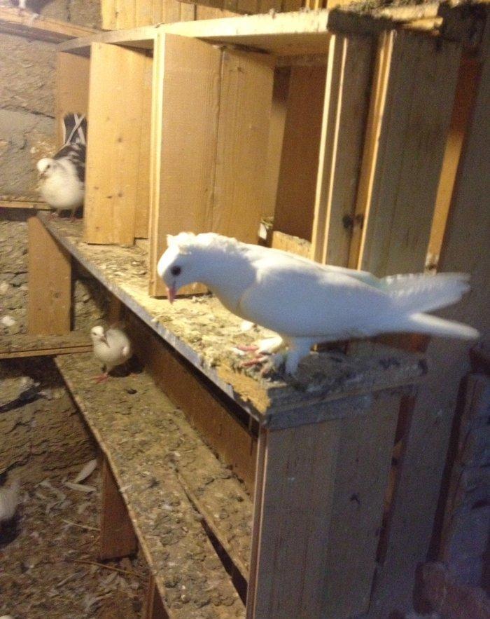 6 saat ucan qewey oynagi olan cavan saglam mayadi ucan quwdu hemde vit