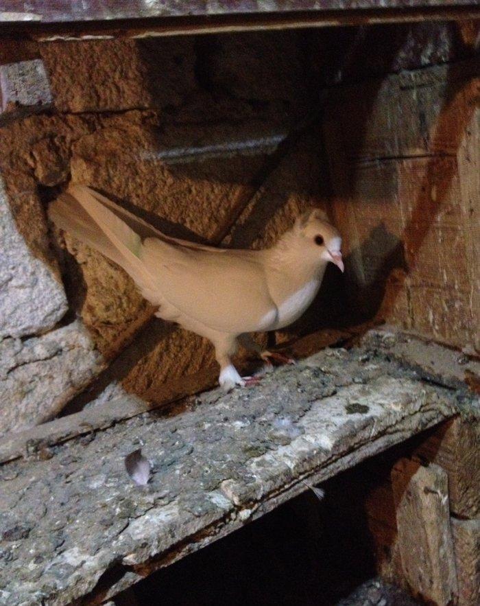 6 saat ucan qewey oynagi olan cavan saglam mayadi ucan quwdu hemde vit