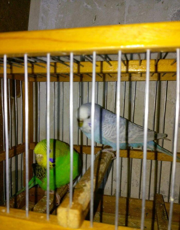 Hazir bala veren cut satiram .erkek mavi spengel ,disi yasil .bir defe