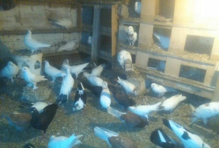 Qus goyerchin tecili satilir. Hamisi bir yerde. Tek tek satilmir. Biri