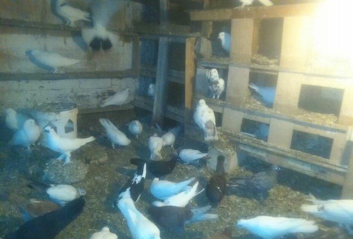 Qus goyerchin tecili satilir. Hamisi bir yerde. Tek tek satilmir. Biri